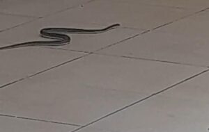 Pikine : intrusion de serpents au tribunal après l’effondrement d’un mur.