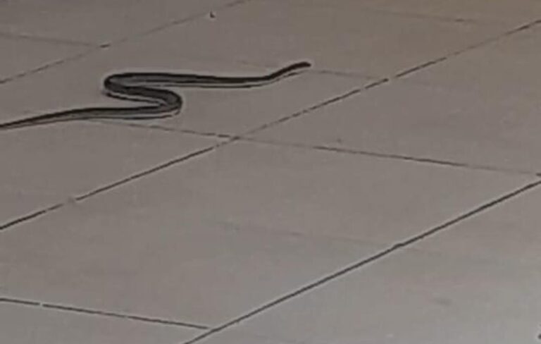 Pikine : intrusion de serpents au tribunal après l’effondrement d’un mur.