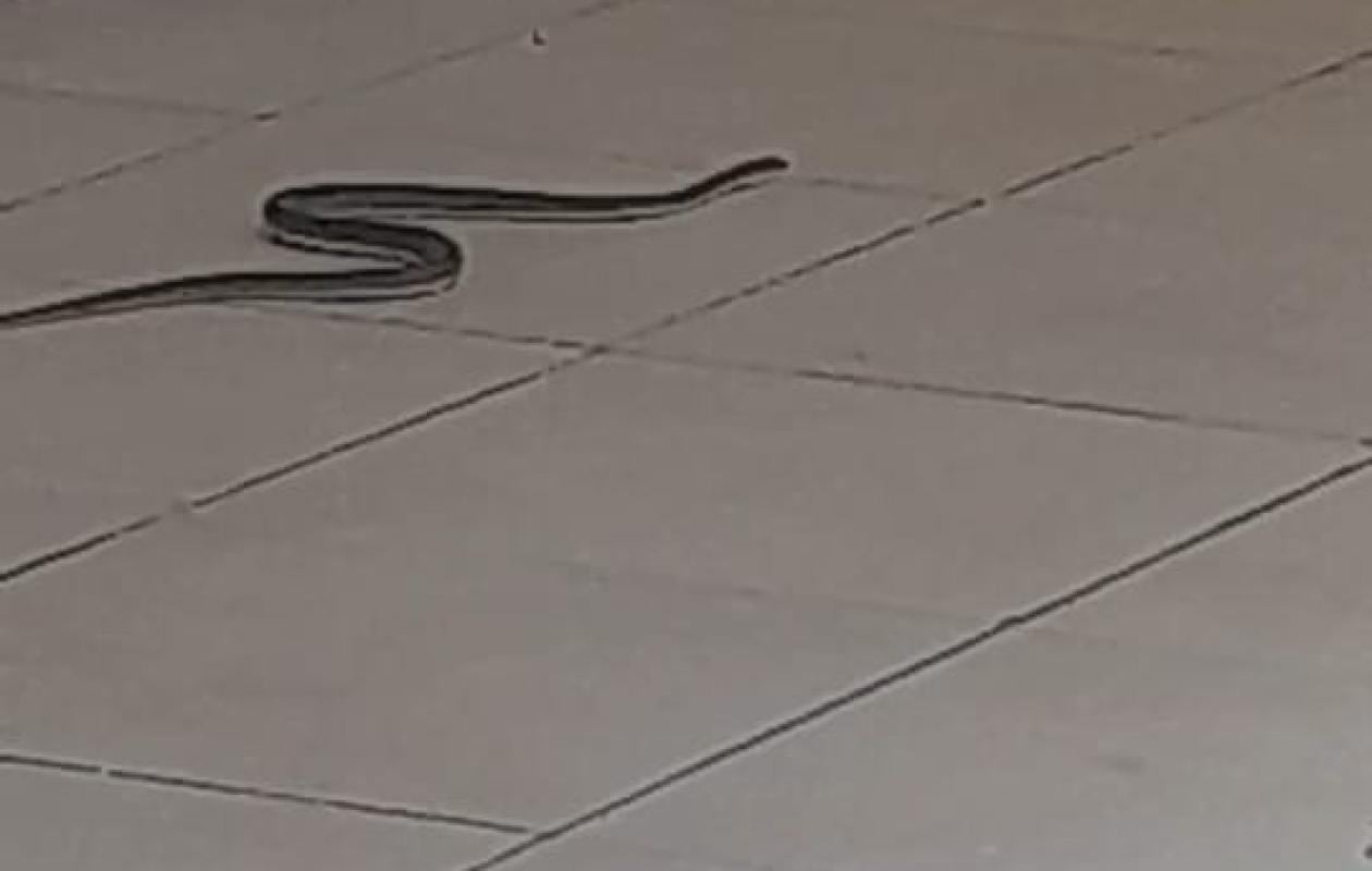 Pikine : intrusion de serpents au tribunal après l’effondrement d’un mur.