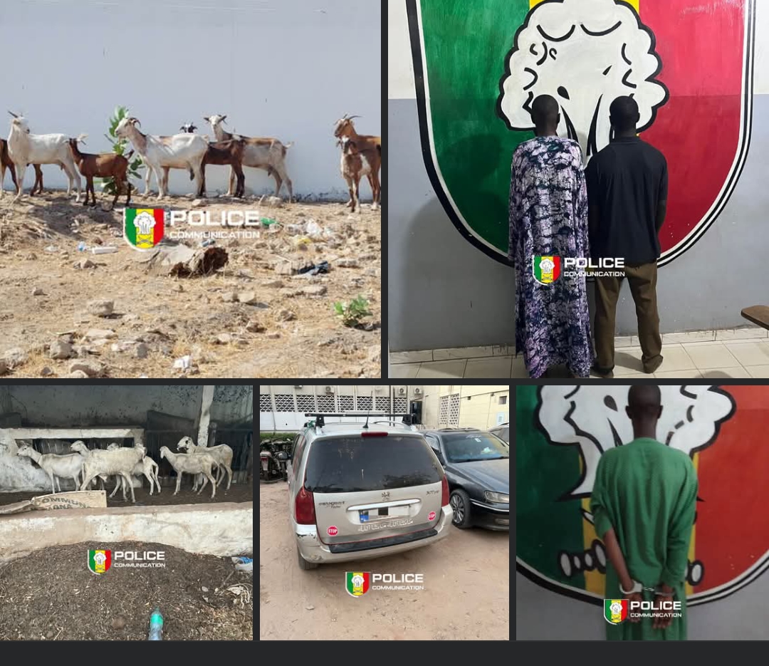 Vol de bétail à Kaolack : Fin de cavale pour un réseau organisé