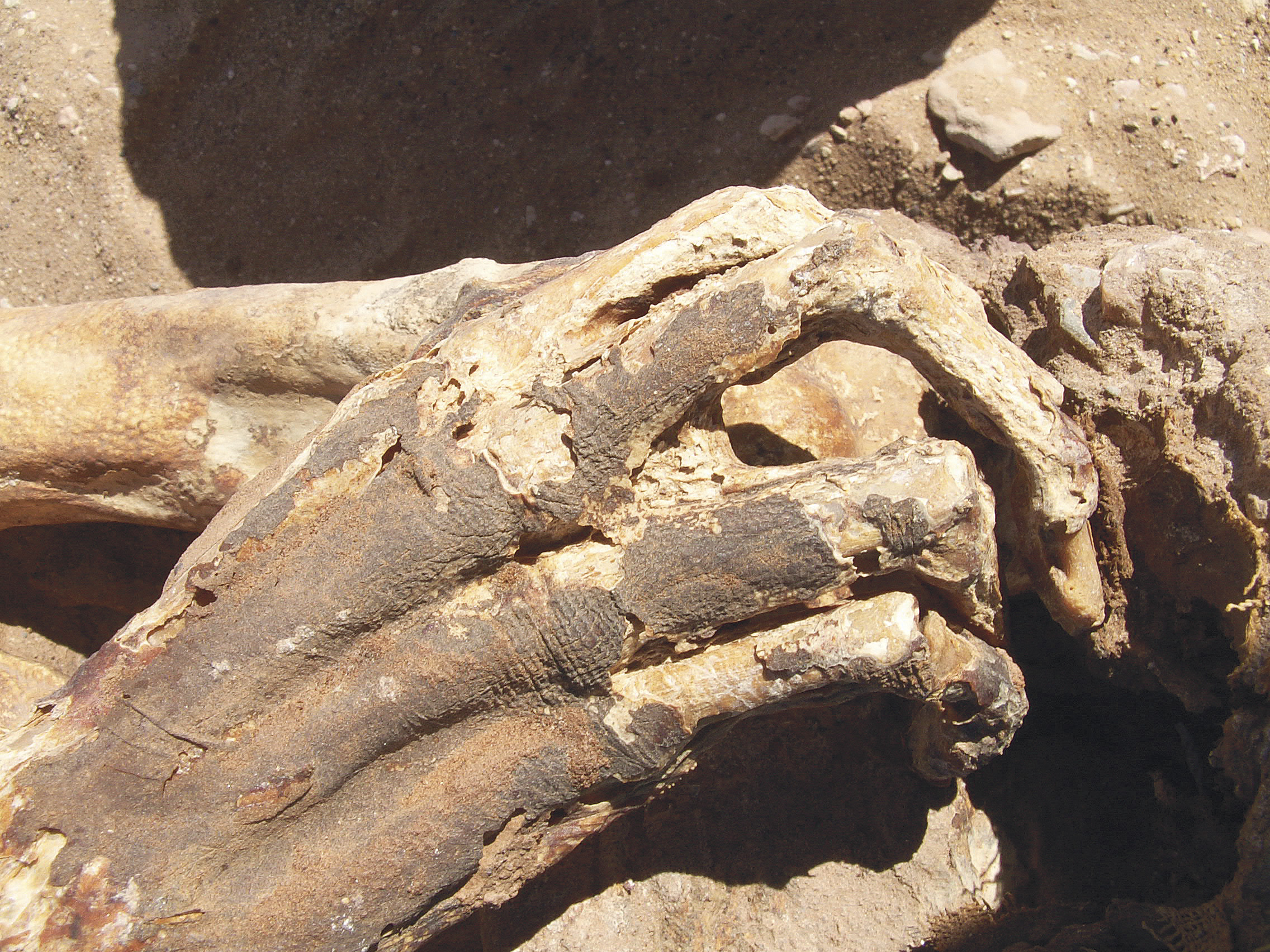 Horreur à la Médina : des restes de nouveau-né exhumés d&rsquo;une fosse septique