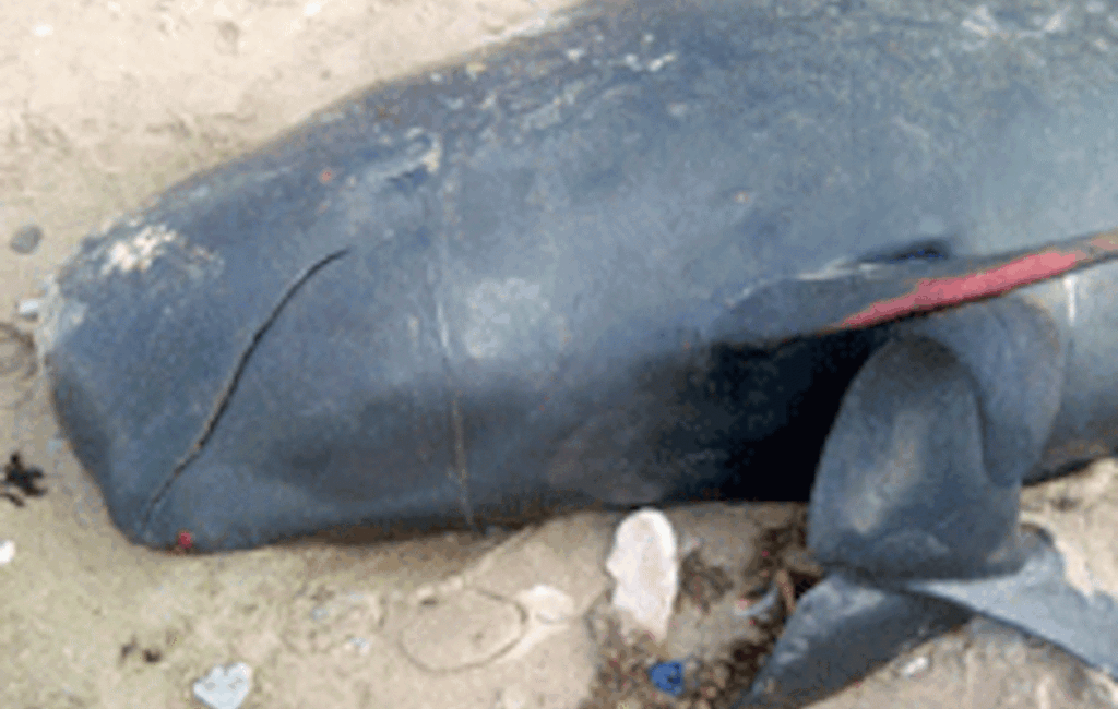 Échouage d&rsquo;une baleine à Guédiawaye : une procédure d&rsquo;enfouissement engagée