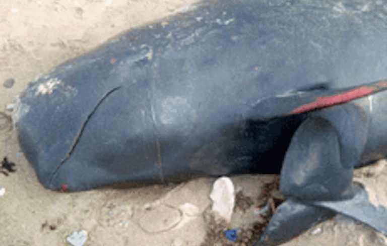 Échouage d&rsquo;une baleine à Guédiawaye : une procédure d&rsquo;enfouissement engagée