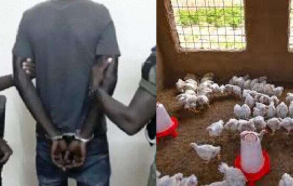 Thiès : Deux mois de prison requis pour un vol de poulets au quartier Grand Standing