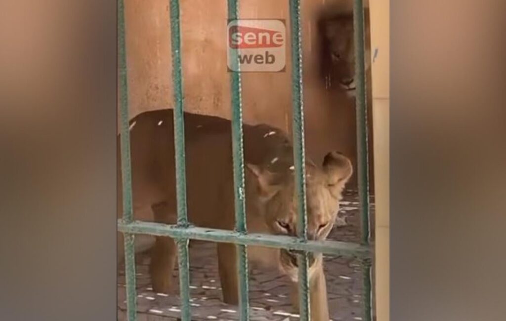 Lions malnutris au zoo de Hann ? La vérité sur l&rsquo;image virale