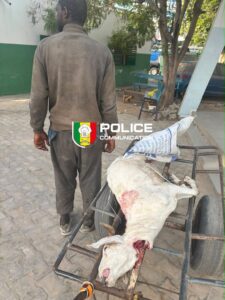 Médina : Un homme arrêté alors qu’il transportait un mouton en décomposition dans un sac de riz