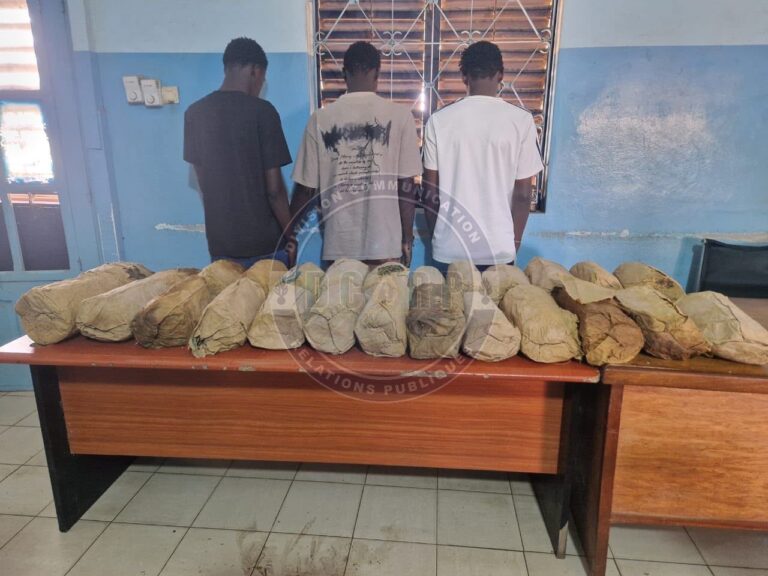 Petit Mbao : 26 kg de chanvre indien saisis, trois trafiquants arrêtés