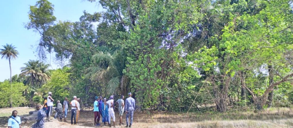 Drame à Sédhiou : un père de famille perd la vie après une chute d’arbre de « madd »