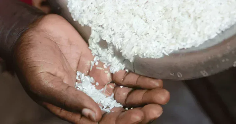 Dakar : des traces de toxines cancérogènes détectées dans du riz local