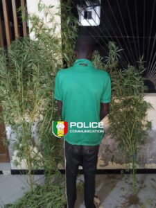 Diourbel : un cultivateur de cannabis arrêté avec 18 pieds de chanvre dans sa cour