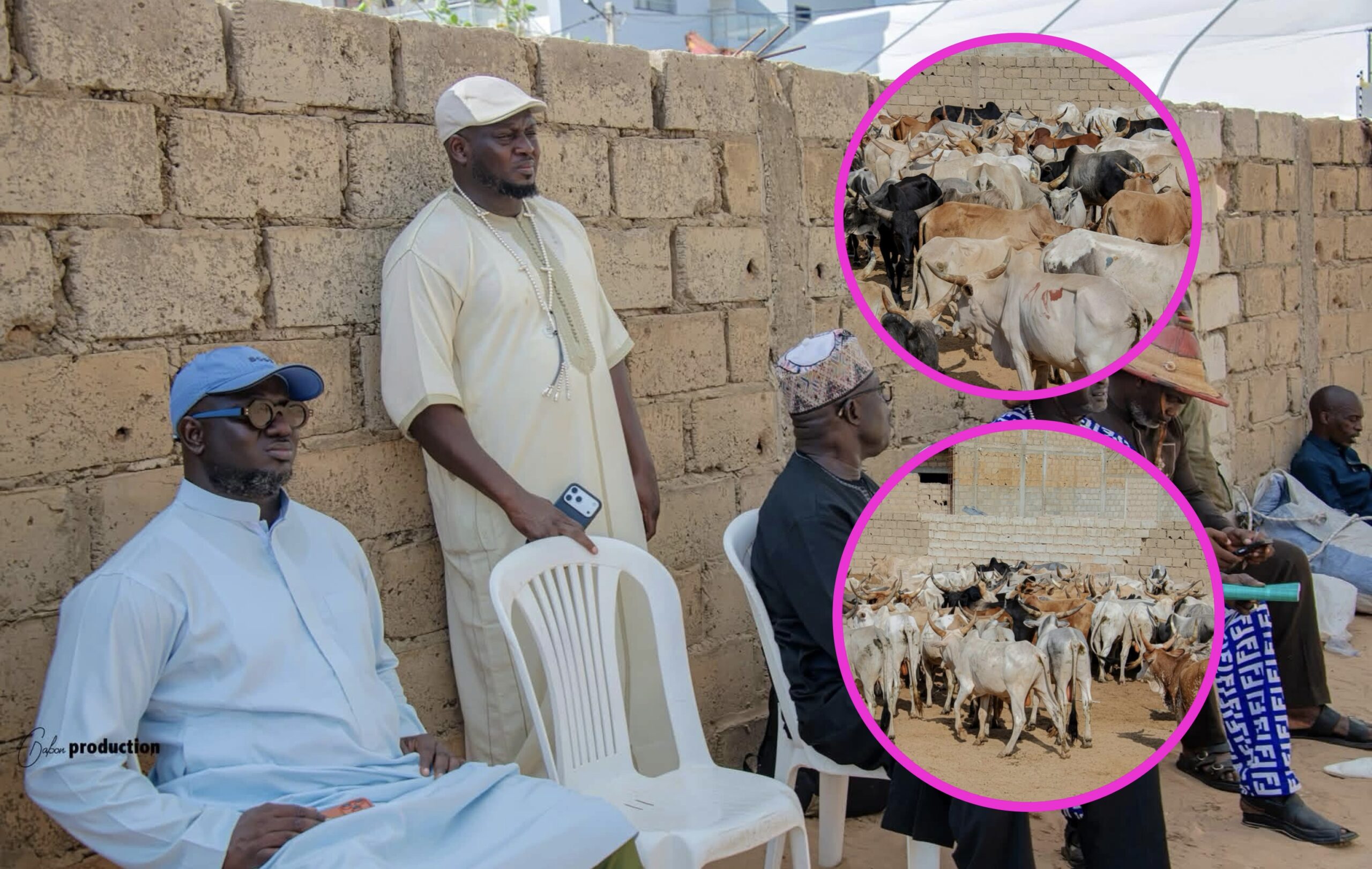 Gamou 2026 : Aziz Ndiaye distribue 250 bœufs à Tivaouane…