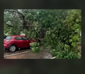 ​UCAD : La tempête abat des arbres centenaires et écrase plusieurs véhicules